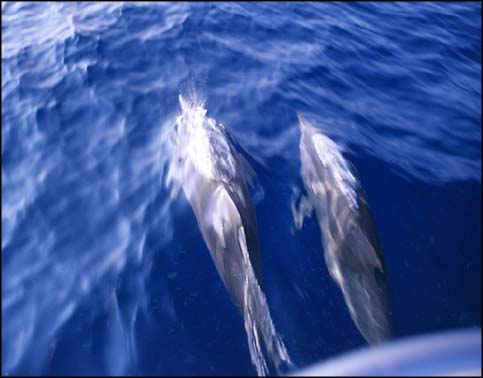 From the bow of the boat they ride.