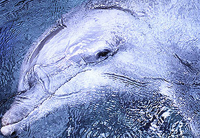 Here's Looking At YOU! Photo Dolphin Connection
